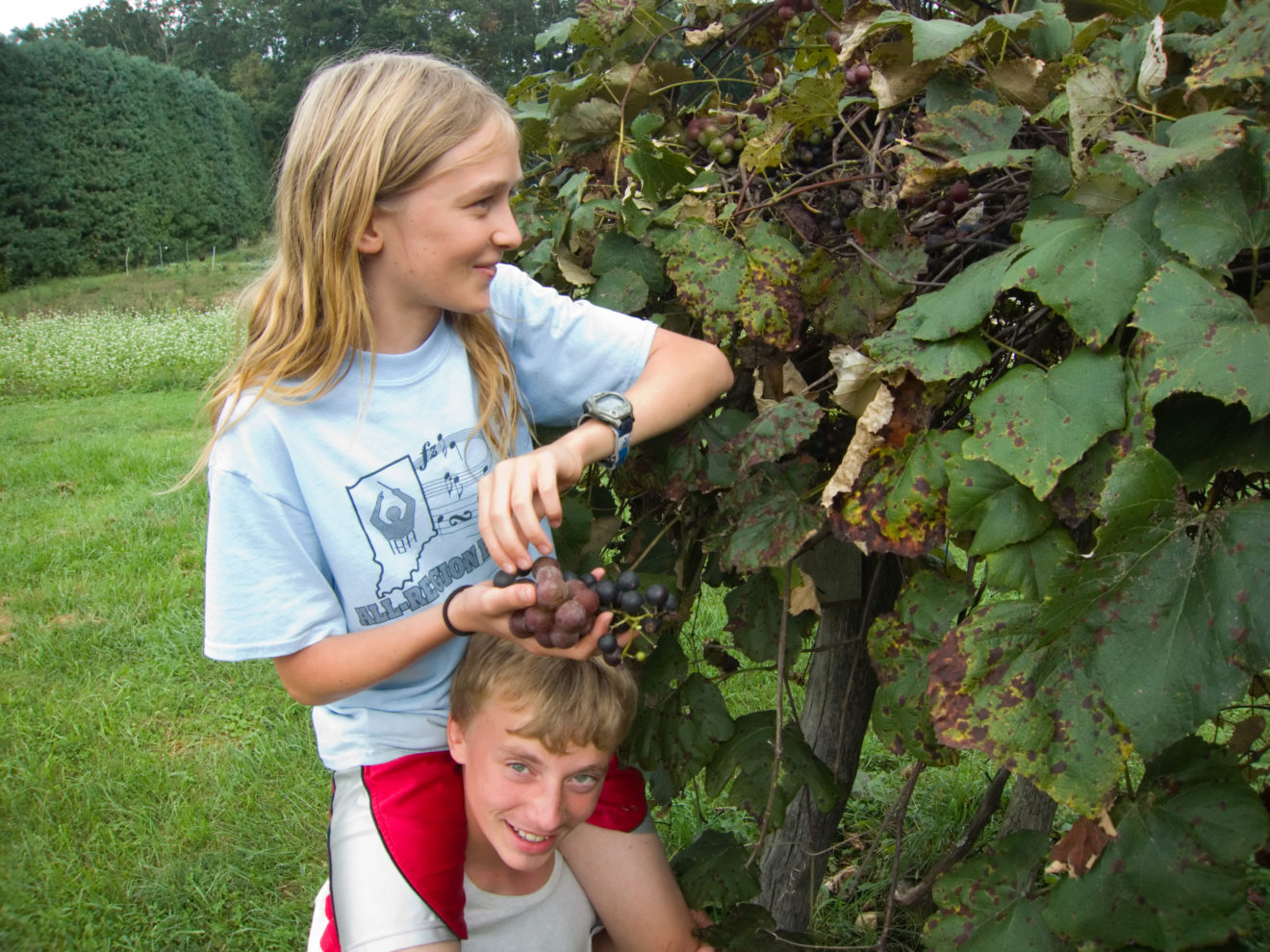 middle school students picking grapes