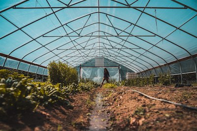 staff member working in greenhouse by themselves
